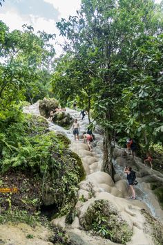 many people are climbing up and down some rocks in the woods with trees on either side