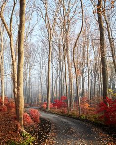 an empty road surrounded by trees with red leaves on the ground and in front of it