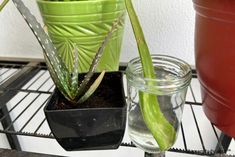 a green plant in a pot next to a small glass vase on a shelf with other plants