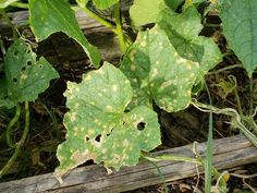 some green leaves with white spots on them in the grass and dirt area next to a wooden plank