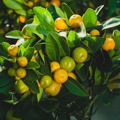 oranges are growing on the tree with green leaves and yellow berries in the foreground