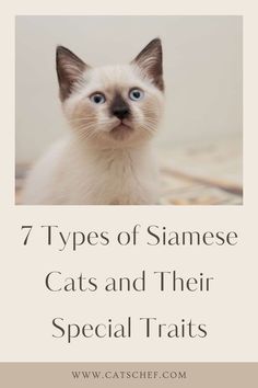 a white cat with blue eyes and the words 7 types of siamese cats and their special