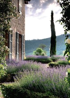 an outdoor garden with lavender flowers and greenery in the foreground, surrounded by stone buildings