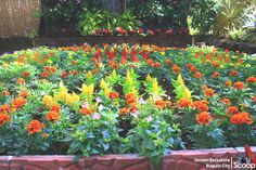 a garden filled with lots of orange and yellow flowers