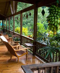 an outdoor covered porch with lots of plants and hanging bananas on the ceiling, along with wooden benches