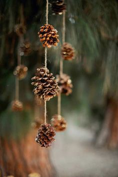 some pine cones hanging from a string in front of a tree branch with other pine cones attached to it