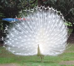 a large white peacock with feathers spread out