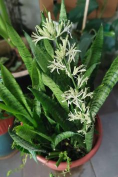 Snake Plant Flowering: Small Indoor Plant in Bloom Plant Tips And Tricks, Small Trellis, Plant Tips, Small Indoor Plants, Snake Plants, Amaryllis Bulbs, Indoor Gardening, Snake Plant