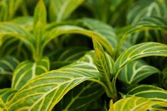 green and yellow leaves are growing in the garden