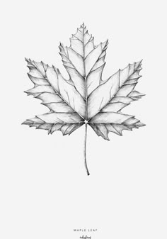 a pencil drawing of a maple leaf