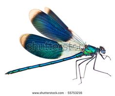 a blue and brown dragonfly sitting on top of it's back legs with its wings