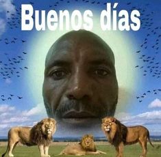 a man with three lions in front of him and the words bluenos dias