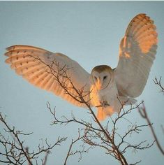 an owl sitting on top of a tree branch with it's wings wide open