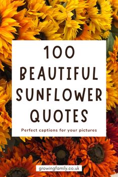 sunflowers with the words, 100 beautiful sunflower quotes perfect captions for your pictures