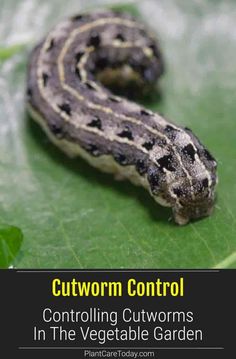 a close up of a snake on a leaf with text that reads, cutworm control controlling customs in the vegetable garden