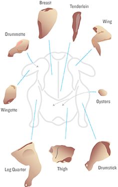 the different types of livers and their corresponding organs are shown in this diagram, which shows