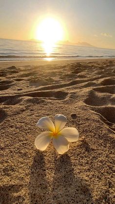 a white flower sitting on top of a sandy beach next to the ocean at sunset