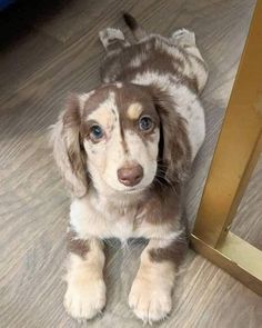 a brown and white puppy sitting next to a mirror