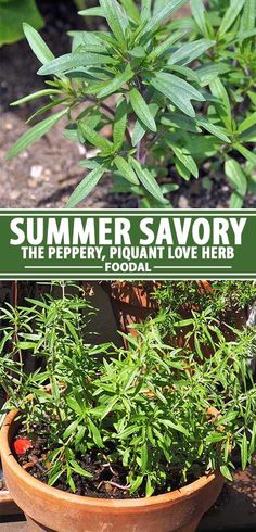 a potted plant sitting on top of a wooden table next to a sign that says summer savory