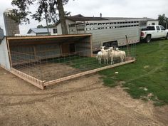 some sheep are standing in the dirt near a trailer and fenced in area with grass