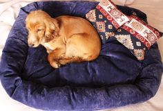 a brown dog laying on top of a blue bed