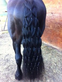 a horse with long black hair standing next to it's head in the hay