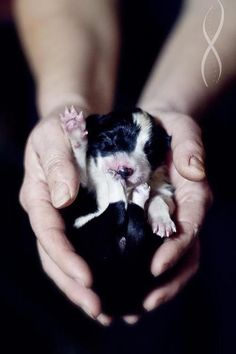 two hands holding a small black and white puppy