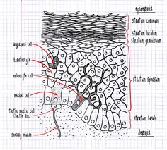 the structure of an animal's body and its parts labeled in red on a sheet of paper