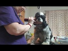 a woman is brushing her dog's teeth in the bathroom