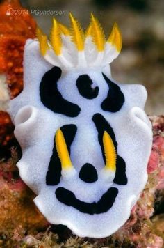 a close up of a sea slug with a crown on it's head and eyes