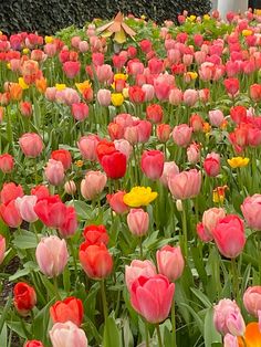 many different colored tulips growing in a field