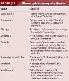 table 7 - 2 the anatomy of a muscle