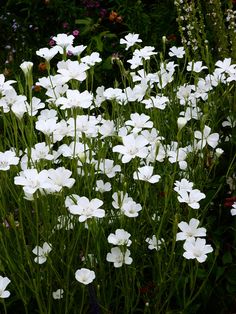 white flowers are growing in a garden with purple and red flowers behind them, along with other plants