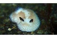 a close up of a small white animal with black dots on it's face