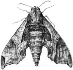 a black and white drawing of a moth