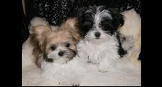 two small dogs sitting next to each other on a white blanket in front of a black background