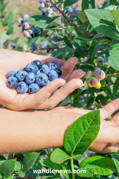 two hands are holding blueberries in the bush