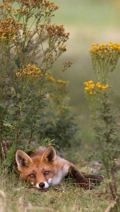 a red fox laying in the grass next to some yellow flowers and plants with its eyes closed