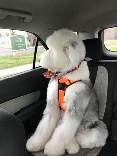 a dog sitting in the back seat of a car wearing an orange harness and vest