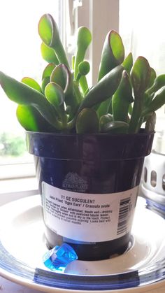 a potted plant sitting on top of a white plate next to a glass window