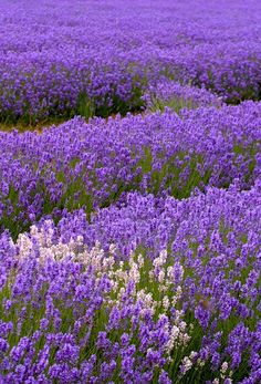 a field full of purple and white flowers