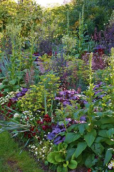 a garden filled with lots of different types of flowers