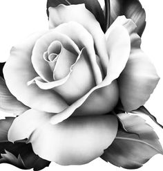 a black and white photo of a rose with leaves on the bottom half of it