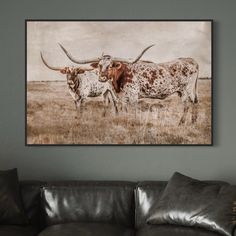 two longhorn steers standing in a field with large horns mounted on the wall