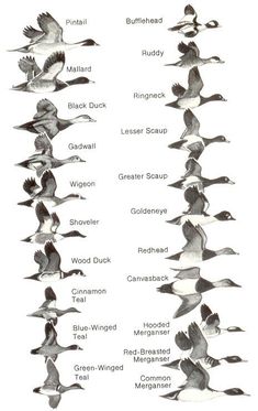 birds are flying in the air with their names on each wing and numbers below them