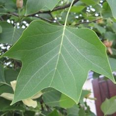 a large green leaf hanging from a tree in front of some leaves on the branches