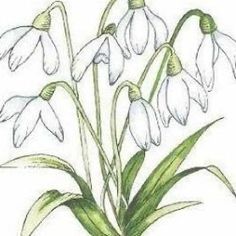 a drawing of some white flowers with green stems