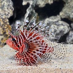 a red and white fish with black spots on it's head sitting in the sand