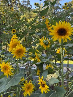 the sunflowers are blooming in the garden