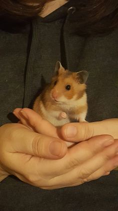 a hamster is sitting in the palm of someone's hand while they hold it